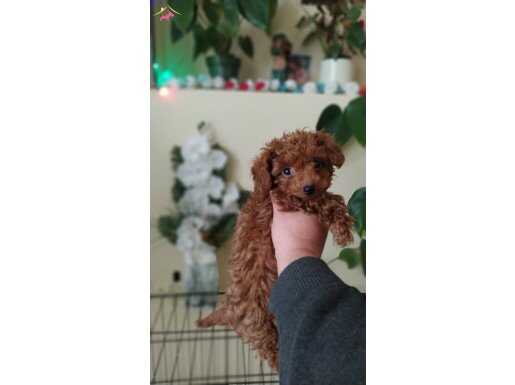 Red dark Brown Kore toy Poodle bebekler yeni ailesini arıyor