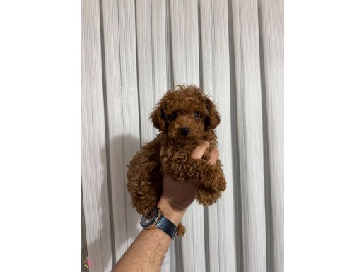 Red Brown kilo garantili Kore toy Poodle bebekler 