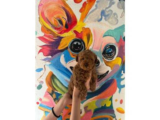 Orijinal Red toy Poodle bebek
