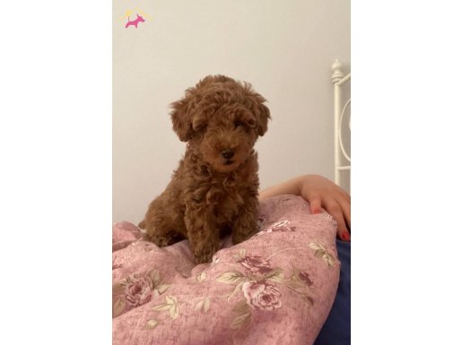 Tuvalet eğitimli red toy Poodle 