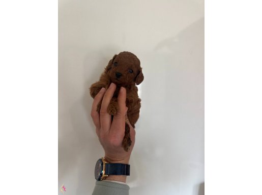 Mükemmel güzellikte red dark Kore kan toy Poodle bebekler 