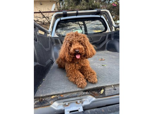 1.5 yaşında aşılı karneli tuvalet eğitimli erkek POODLE