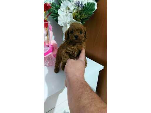 Red dark Brown Kore toy Poodle bebekler