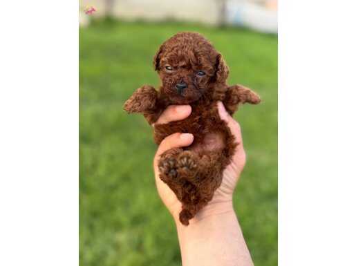 Teacup Kore Poodle bebekler