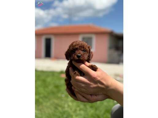 Bardak boy dark Brown Kore Poodle bebekler