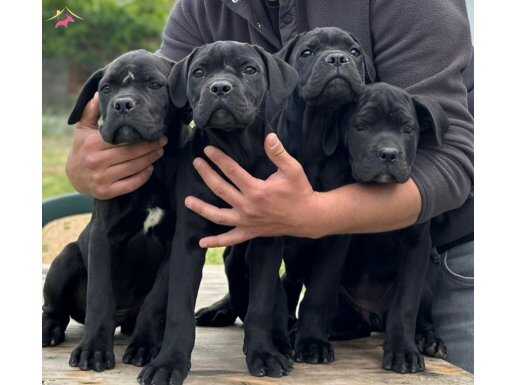 Üst kalite cane corso bebekler 