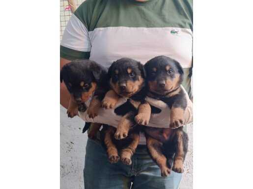 Macar erkek dişi rottweiller