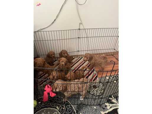 Toy Poodle bebekler 