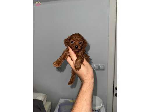 Korekan teacup Poodle bebekler