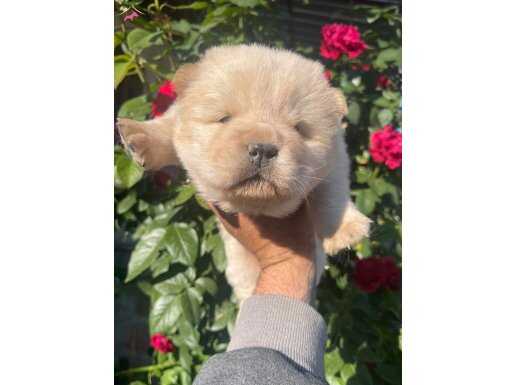 Mükemmel Chow Chow bebekler