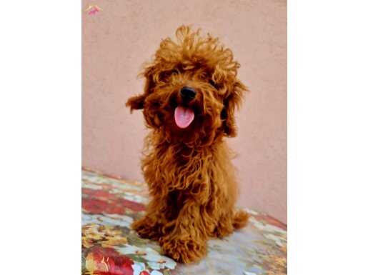7 aylık erkek aşılı KORE POODLE