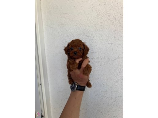 Kore dark Brown Poodle bebekler
