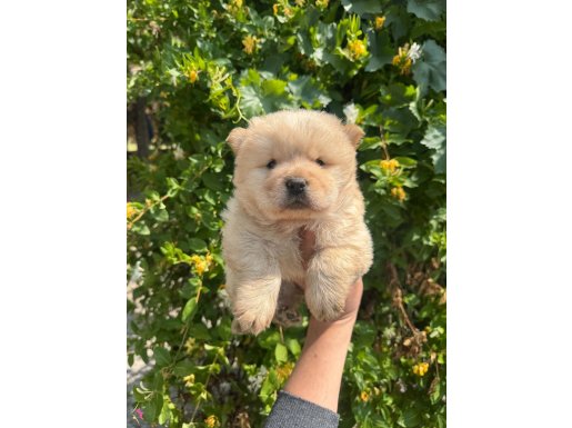 Ayı surat Chow Chow bebekler