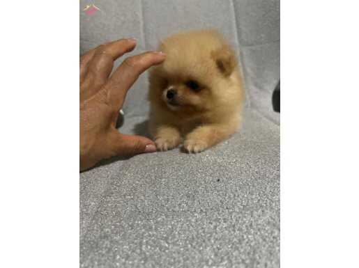 Teacup Pomerian boo