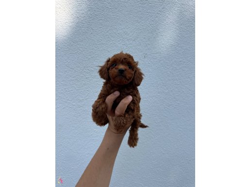 Dark Brown Kore Poodle bebekler