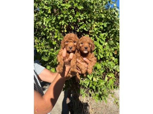 Red toy Poodle bebekler 
