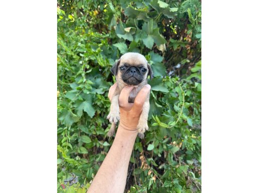 Pug mops