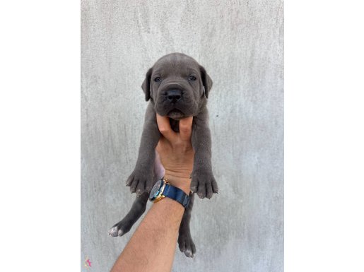 Dev BLUE cane CORSA 