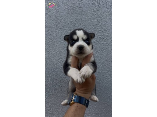 Husky bebekler 