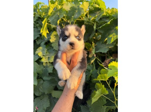 Mavi göz Husky bebekler 