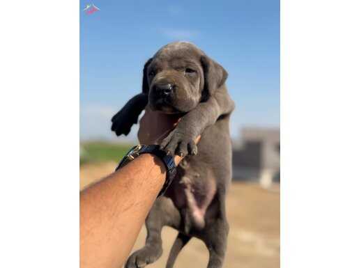 Dev cane corso yavrular 