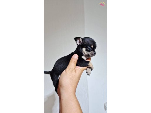 Teacup Şivava dişi bebekler 