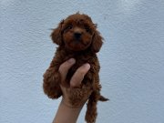 Dark Brown Kore Poodle bebekler