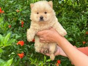 ayı sürat Chow Chow bebekler 