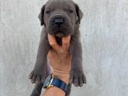 Dev BLUE cane CORSA 