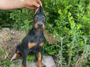 İrk ve sağlık garantili KİNG DOBERMAN YAVRULAR 