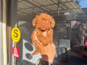 2 kilo garantili Dark Brown Kore poodle