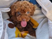 Dark Brown Kore Poodle bebekler