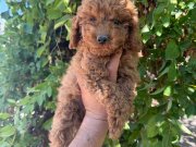 Teacup Kore toy Poodle bebekler 