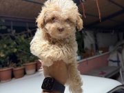 Mükemmel güzellikte Maltipo bebek