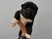 Amerikan Akita güzellikler 