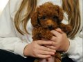 Red dark Brown Kore toy Poodle bebek 