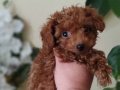Red dark Brown Kore toy Poodle bebekler yeni ailesini arıyor