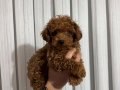 Red Brown kilo garantili Kore toy Poodle bebekler 