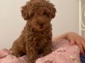 Tuvalet eğitimli red toy Poodle 