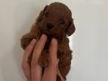 Mükemmel güzellikte red dark Kore kan toy Poodle bebekler 