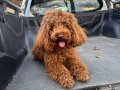1.5 yaşında aşılı karneli tuvalet eğitimli erkek POODLE