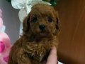 Red dark Brown Kore toy Poodle bebekler