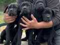 Üst kalite cane corso bebekler 