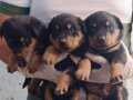 Macar erkek dişi rottweiller