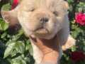 Mükemmel Chow Chow bebekler