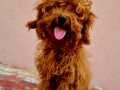 7 aylık erkek aşılı KORE POODLE