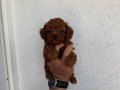 Kore dark Brown Poodle bebekler
