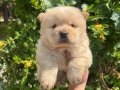 Ayı surat Chow Chow bebekler