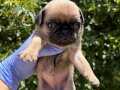 Afacan buruşuk sürat Pug mops bebekler 