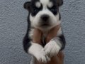 Husky bebekler 